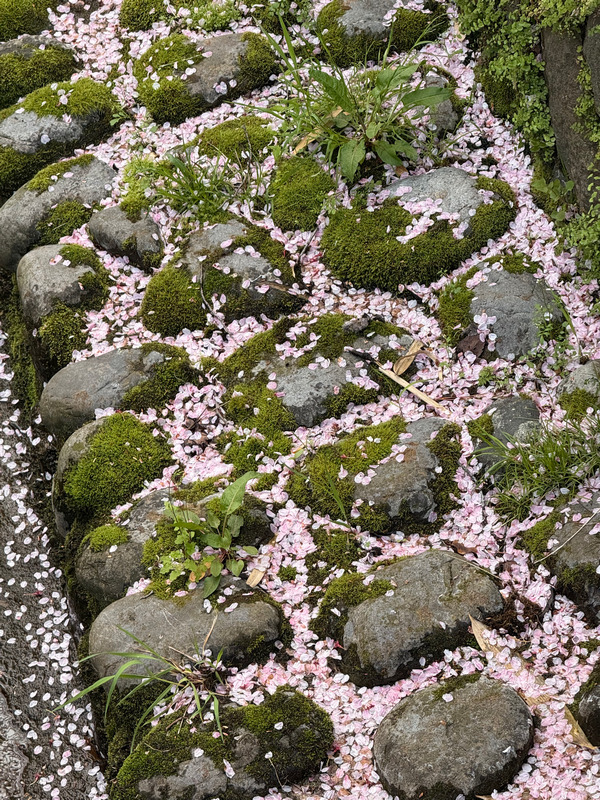 Буквально вся брусчатка усеяна лепестками сакуры.